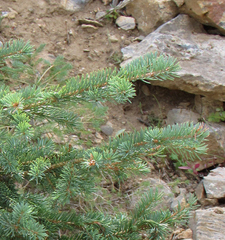 Picea engelmannii
