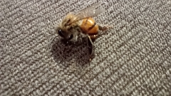 Apis mellifera