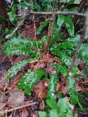 Asplenium scolopendrium scolopendrium