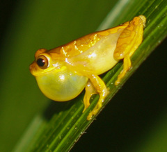 Dendropsophus ebraccatus