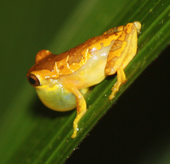 Dendropsophus ebraccatus