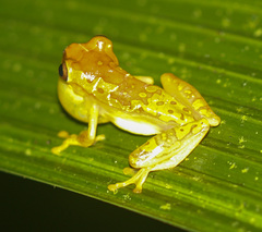 Dendropsophus ebraccatus