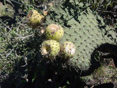 Opuntia oligacantha