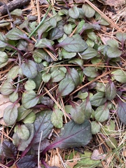 Ajuga reptans