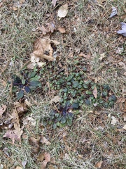 Ajuga reptans