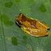 Harlequin Treefrog - Photo (c) Daniel Bocanumenth E., some rights reserved (CC BY-NC-SA), uploaded by Daniel Bocanumenth E.