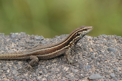Gallotia caesaris gomerae