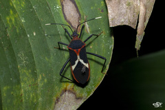 Leptoscelis tricolor