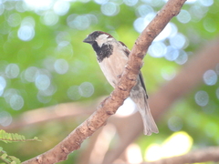 Passer domesticus indicus