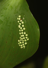 Agalychnis callidryas