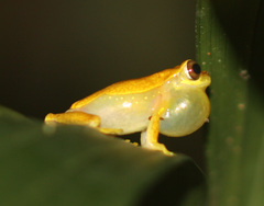 Dendropsophus ebraccatus