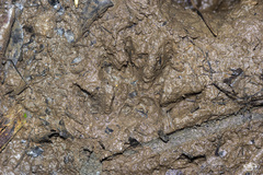 Procyon cancrivorus