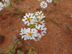 Manulea silenoides