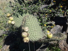Opuntia oligacantha