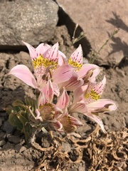 Alstroemeria pallida