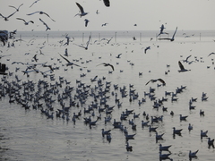 Chroicocephalus brunnicephalus