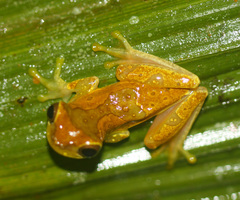 Dendropsophus ebraccatus