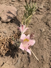 Alstroemeria pallida