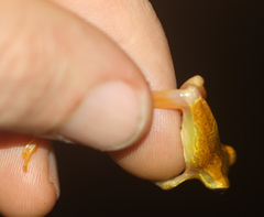 Dendropsophus ebraccatus