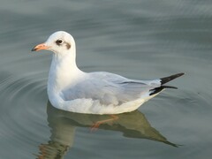 Chroicocephalus brunnicephalus