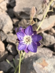 Malesherbia linearifolia