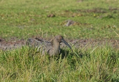 Theristicus caerulescens