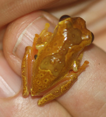 Dendropsophus ebraccatus
