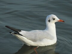 Chroicocephalus brunnicephalus