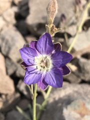 Malesherbia linearifolia