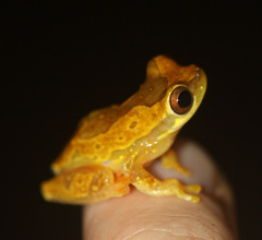 Dendropsophus ebraccatus