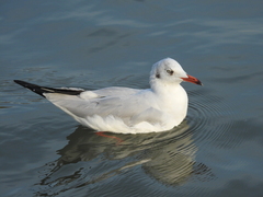 Chroicocephalus brunnicephalus
