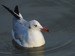 Chroicocephalus brunnicephalus
