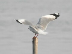 Chroicocephalus brunnicephalus