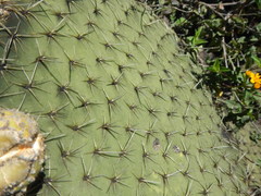 Opuntia oligacantha
