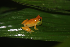 Dendropsophus ebraccatus