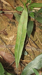 Deparia lancea