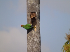 Aratinga auricapillus