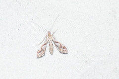 Lineodes