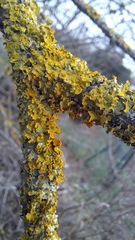 Xanthoria parietina