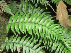 Hymenasplenium pubirhizoma