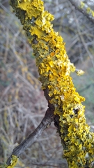 Xanthoria parietina