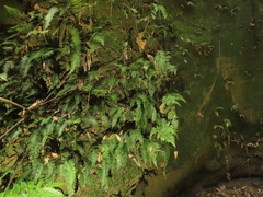 Hymenasplenium pubirhizoma