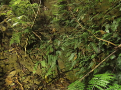 Hymenasplenium pubirhizoma