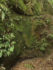 Hymenasplenium pubirhizoma