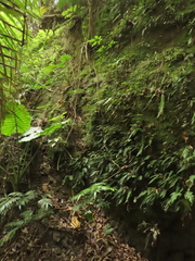 Hymenasplenium pubirhizoma