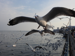 Chroicocephalus brunnicephalus