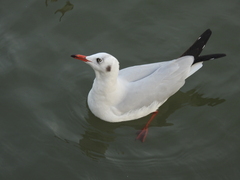 Chroicocephalus brunnicephalus