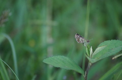 Burnsius orcynoides
