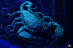 Opisthacanthus elatus