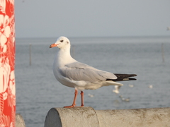 Chroicocephalus brunnicephalus